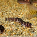 �����꡼��������1ɤ��(Ǯ�ӵ�)