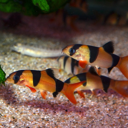 クラウンローチ Sm Mサイズ 3匹 熱帯魚 熱帯魚 エビ ラスボラ 他小型魚 熱帯魚 海水魚 通販ショップ アクアライズ