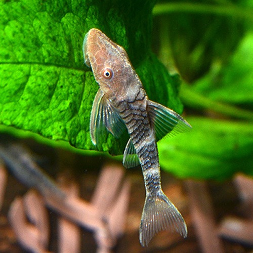 ボルケーノ オトシン 3匹 熱帯魚 熱帯魚 エビ ラスボラ 他小型魚 熱帯魚 海水魚 通販ショップ アクアライズ