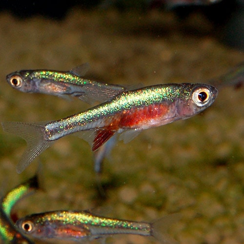 海水魚(熱帯魚) 14匹