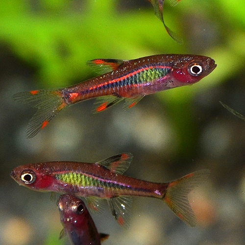 ボララス ブリジッタエ 1匹 Mサイズ 熱帯魚 熱帯魚 エビ ラスボラ 他小型魚 熱帯魚 海水魚 通販ショップ アクアライズ
