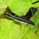 ���ȥ��󥯥륹  1ɤ��(Ǯ�ӵ�)