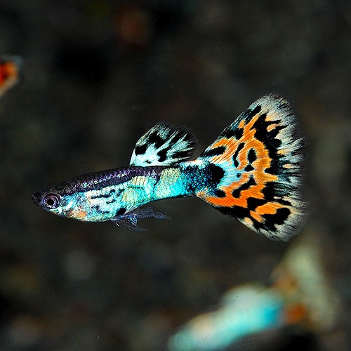 「所沢熱帯魚」 若魚 オールドファッションブルーテール ２ペア