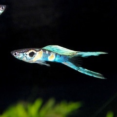 ��������åԡ��䡡�������󥨥���ɡ�1���(Ǯ�ӵ�)