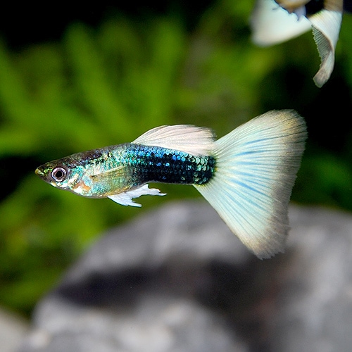 「所沢熱帯魚」 若魚 ドイツイエロータキシード（♂１、リボン♂１、リボン♀２） 計４匹 現物種親ドイツイエロータキシードリボン　１カルテット | 伊豆グッピーファーム