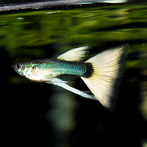 「所沢熱帯魚」 若魚 ドイツイエロータキシード（♂１、リボン♂１、リボン♀２） 計４匹 現物種親ドイツイエロータキシードリボン　１カルテット | 伊豆グッピーファーム