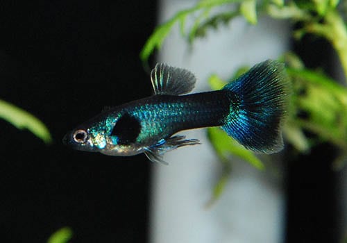 国産 フルブラックリボン 1pr 熱帯魚 熱帯魚 エビ 国産グッピー 熱帯魚 海水魚 通販ショップ アクアライズ