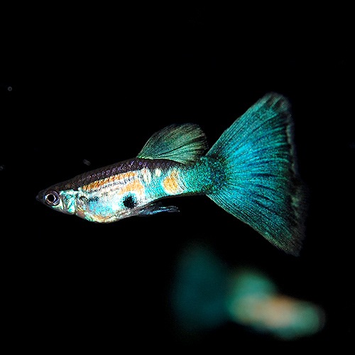 「所沢熱帯魚」 若魚 オールドファッションブルーテール ２ペア