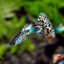 �񻺡�������ɥե��å����⥶������1���(Ǯ�ӵ�)