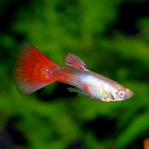 3＜water-flap＞タイ産　プラチナレッドテール　ダンボ　ハイドーサル　3ペア 25 ＜water-flap＞ タイ産 プラチナレッドテール ダンボ 5ペア