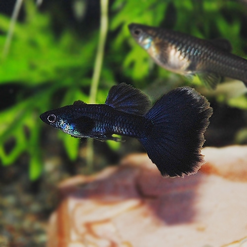 国産 フルブラック 1ｐｒ 熱帯魚 熱帯魚 エビ 国産グッピー 熱帯魚 海水魚 通販ショップ アクアライズ