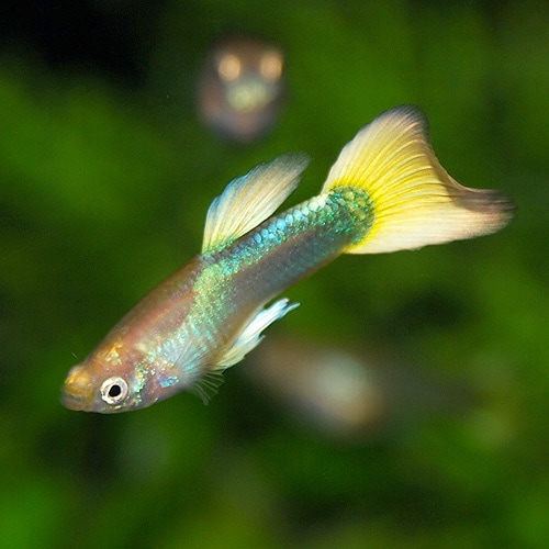 ドイツイエロータキシード（スーパーセルフィン）3ペア(最後)