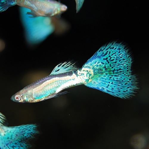 「所沢熱帯魚」 若魚 フルレッド（ＲＲＥ．Ａヘテロ） ２ペア RREAフルレッド