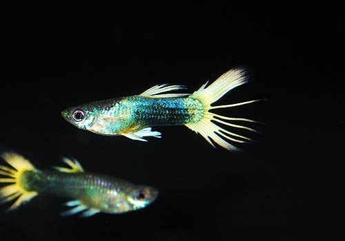 グッピー　NO.1 ドイツイエロータキシードグッピー(国産グッピー)(1ペア)+マツモ(3本