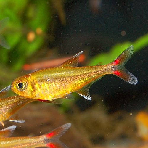 ハセマニア SPオレンジ（ウォルターテトラ）（1匹）(熱帯魚