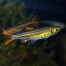 ꡼ӡƥȥʥ磻ɡˡ1ɤ(Ǯӵ)