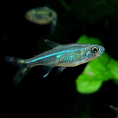 シザーステールカラシン ネオングリーン 1匹 “Wild” (熱帯魚) | 熱帯魚