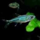 ơ륫饷󡡥ͥ󥰥꡼1ɤWildɡ(Ǯӵ)