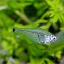 �ڥ롼���饹�ƥȥ顡1ɤ(Ǯ�ӵ�)