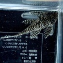 �쥤��ܡ����ꥹ����ƥȥ顡��ɤ��(Ǯ�ӵ�)