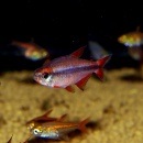 ��åɥǥӥ�ƥȥ顡1�У�(Ǯ�ӵ�)