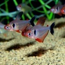 �ե����䡼�ե���ȥࡡ��ɤ��(Ǯ�ӵ�)