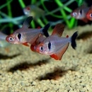 �ե����䡼�ե���ȥࡡ5ɤ��(Ǯ�ӵ�)