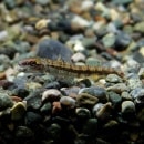 ꡼ƥȥ顡ꥪץåȡɤWildɡ(Ǯӵ)