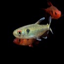 �֥롼���ݥåȥ�󥯥ۡ����㡡���饰����������ɤ��(Ǯ�ӵ�)