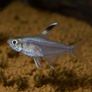 ϥե֥ꥳ󡦥ڥǥ1ɤ(Ǯӵ)