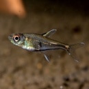 �֥꥿�˥��ƥ����ƥȥ顦����������3ɤ��(Ǯ�ӵ�)