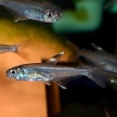 ϥե֥ꥳ󡦥ߥΡ롡5ɤ(Ǯӵ)