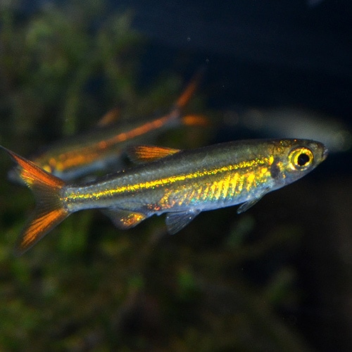 ジェリービーンテトラ Sサイズ （ワイルド） 5匹 (熱帯魚) | 熱帯魚