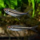 ϥե֥ꥳ󡦥إƥ֥ɥ5ɤ(Ǯӵ)