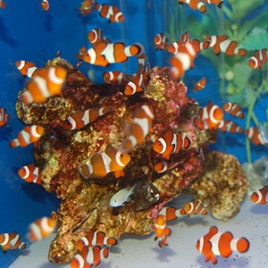 特価】＜ブリード＞カクレクマノミ 2匹 (海水魚) | 海水魚・サンゴ