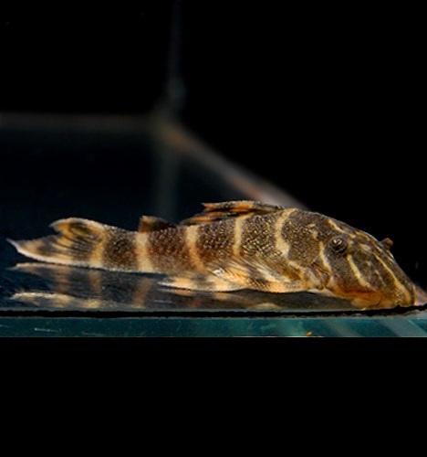 タイガープレコ 熱帯魚 大型魚 プレコ 生餌 プレコ 熱帯魚 海水魚 通販ショップ アクアライズ