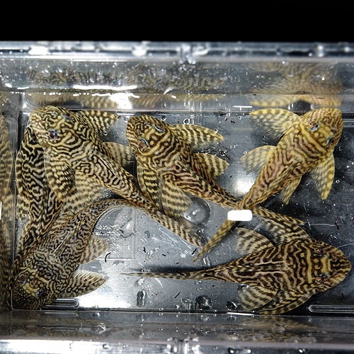 キングロイヤルペコルティア 国内ブリード (熱帯魚) | 大型魚・プレコ