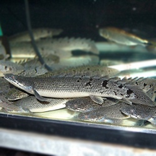 po デルヘッジ 熱帯魚 大型魚 プレコ 生餌 古代魚 熱帯魚 海水魚 通販ショップ アクアライズ po デルヘッジ 熱帯魚 大型魚 プレコ 生餌 古代魚 熱帯魚 海水魚 通販ショップ アクアライズ