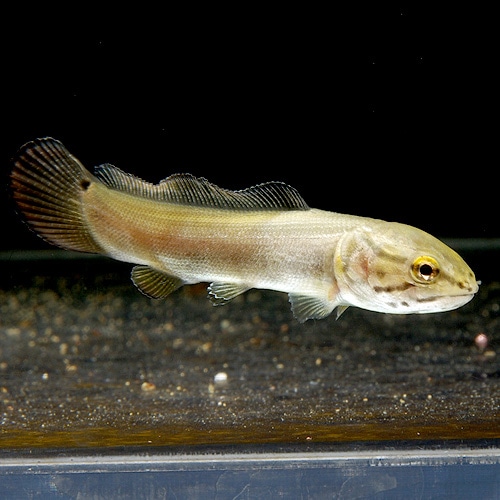 アミアカルバ S 熱帯魚 大型魚 プレコ 生餌 古代魚 熱帯魚 海水魚 通販ショップ アクアライズ