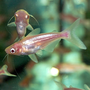 熱帯魚 アルビノカイヤン (熱帯魚) | 大型魚・プレコ・生餌,大型魚 | | 熱帯魚