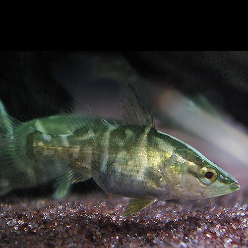 四万十川産 アカメベビー (熱帯魚) | 大型魚・プレコ・生餌,大型魚