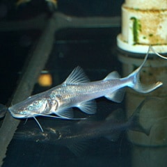 �ɥ顼�ɥ���åȡ��٥ӡ�(Ǯ�ӵ�)