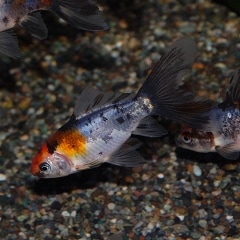 �֥ꥹ�ȥ��ʸ�⡡��ɤ(����������)