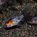 �֥ꥹ�ȥ��ʸ�⡡��ɤ(����������)