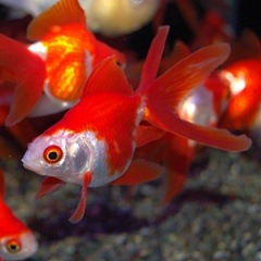 更紗琉金 3匹(金魚・めだか) | 金魚・メダカ,一般金魚