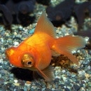 �ֽ��ܶ⡡��ף�ɤ��2ɤ��1ɤ�����ӥ���(����������)