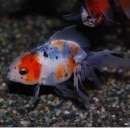 ��ӡ�1ɤ��(������������