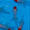 ðĺ��3ɤ(����������)