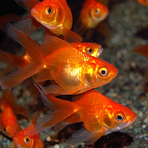 琉金 3匹(金魚・めだか) | 金魚・メダカ,一般金魚 | | 熱帯魚・海水魚