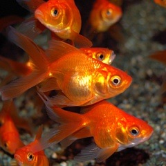 めだか屋おおいた★　獅子頭流金　　１匹　　 ☆ 獅子頭流金 ２０cm １匹 10 8000円以上送料無料☆